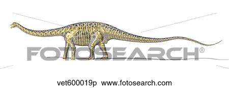 3D rendering of a Diplodocus dinosaur with full skeleton superimposed. View Large Illustration Stock Illustration - 3D rendering of a Diplodocus dinosaur with full skeleton superimposed.. Fotosearch