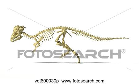 3D rendering of a Pachycephalosaurus dinosaur skeleton. View Large Illustration Stock Illustration - 3D rendering of a Pachycephalosaurus dinosaur skeleton.. Fotosearch