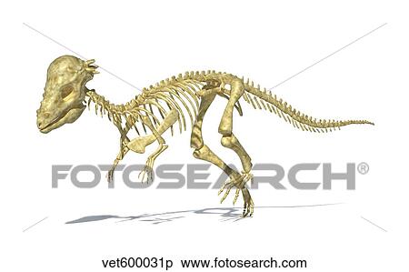 Stock Illustration - 3D rendering of a Pachycephalosaurus dinosaur skeleton.. Fotosearch