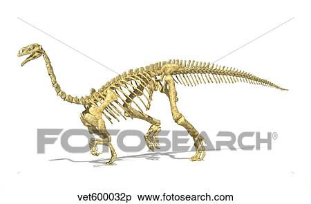 Stock Illustration - 3D rendering of a Plateosaurus dinosaur skeleton.. Fotosearch