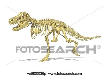 3D rendering of a Tyrannosaurus Rex dinosaur skeleton. View Large Illustration Stock Illustration - 3D rendering of a Tyrannosaurus Rex dinosaur skeleton.. Fotosearch