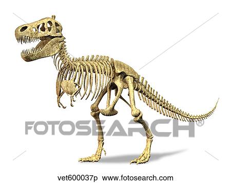 Stock Illustration - 3D rendering of a Tyrannosaurus Rex dinosaur skeleton.. Fotosearch