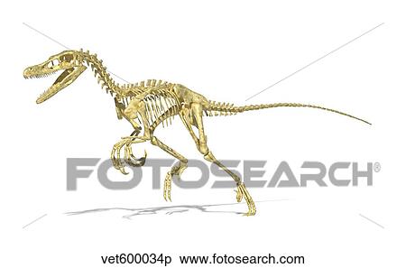Stock Illustration - 3D rendering of a Velociraptor dinosaur skeleton.. Fotosearch