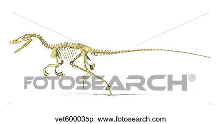 3D rendering of a Velociraptor dinosaur skeleton. View Large Illustration Stock Illustration - 3D rendering of a Velociraptor dinosaur skeleton.. Fotosearch