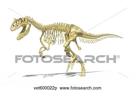 3D rendering of an Allosaurus dinosaur skeleton. View Large Illustration Stock Illustration - 3D rendering of an Allosaurus dinosaur skeleton.. Fotosearch