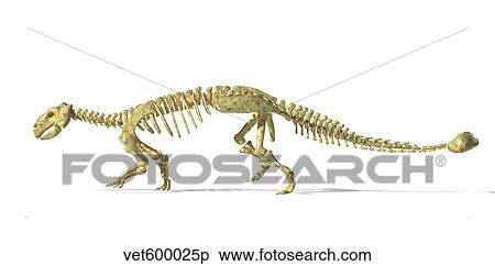 Stock Illustration - 3D rendering of an Ankylosaurus dinosaur skeleton.. Fotosearch