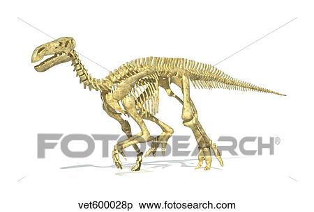 Stock Illustration - 3D rendering of an Iguanodon dinosaur skeleton.. Fotosearch