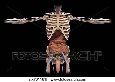 Drawing - 3D rendering of digestive system and male reproductive system.. Fotosearch