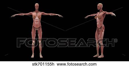 3D rendering of female muscular system. View Large Illustration Drawing - 3D rendering of female muscular system.. Fotosearch