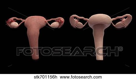 Drawing - 3D rendering of female reproductie system.. Fotosearch