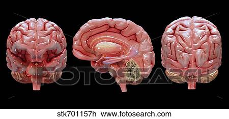 3D rendering of human brain. View Large Illustration Drawing - 3D rendering of human brain.. Fotosearch