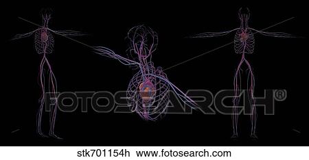 3D rendering of human circulatory system. View Large Illustration Drawing - 3D rendering of human circulatory system.. Fotosearch
