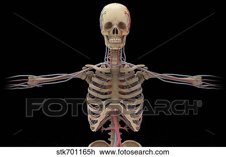 3D rendering of human circulatory system from the waist up. View Large Illustration Drawing - 3D rendering of human circulatory system from the waist up.. Fotosearch
