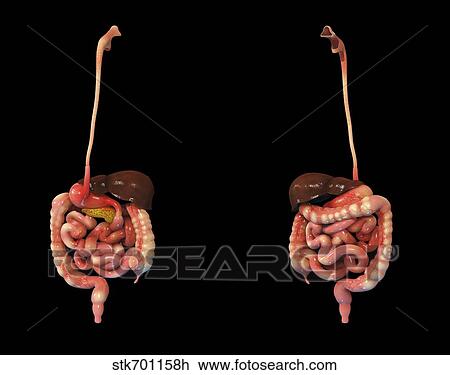 3D rendering of human digestive system. View Large Illustration Drawing - 3D rendering of human digestive system.. Fotosearch