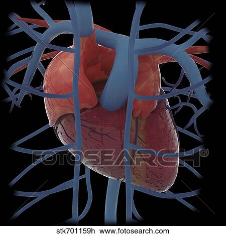 3D rendering of human heart and thoracic veins. View Large Illustration Drawing - 3D rendering of human heart and thoracic veins.. Fotosearch