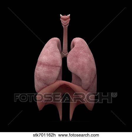 3D rendering of human lungs. View Large Illustration Drawing - 3D rendering of human lungs.. Fotosearch