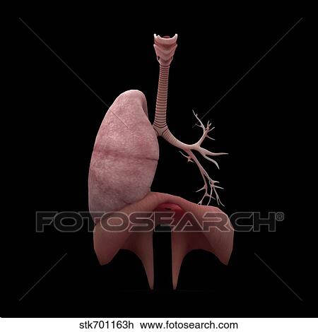 3D rendering of human lungs with respiratory tree and diaphragm. View Large Illustration Drawing - 3D rendering of human lungs with respiratory tree and diaphragm.. Fotosearch