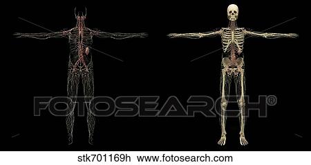 3D rendering of human lymphatic system. View Large Illustration Drawing - 3D rendering of human lymphatic system.. Fotosearch