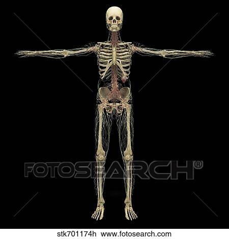 3D rendering of human lymphatic system with skeleton. View Large Illustration Drawing - 3D rendering of human lymphatic system with skeleton.. Fotosearch