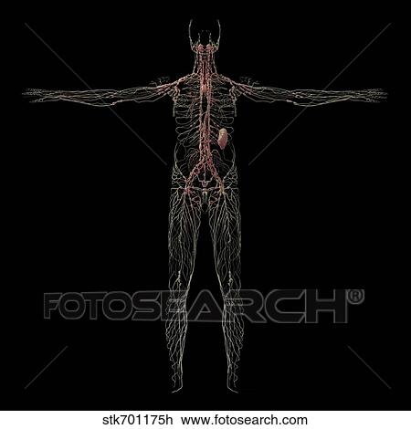 3D rendering of human lymphatic system. View Large Illustration Drawing - 3D rendering of human lymphatic system.. Fotosearch