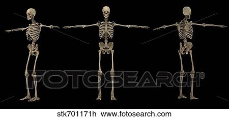 3D rendering of human skeletal system at different angles. View Large Illustration Drawing - 3D rendering of human skeletal system at different angles.. Fotosearch