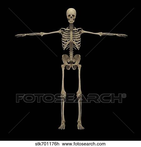 Drawing - 3D rendering of human skeletal system, front view.. Fotosearch