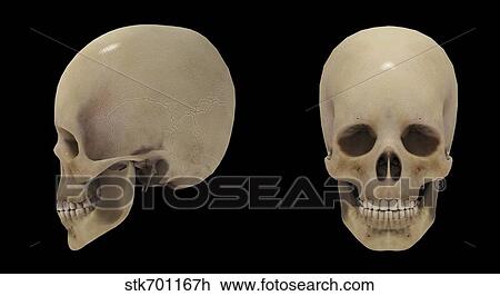 3D rendering of human skull. View Large Illustration Drawing - 3D rendering of human skull.. Fotosearch