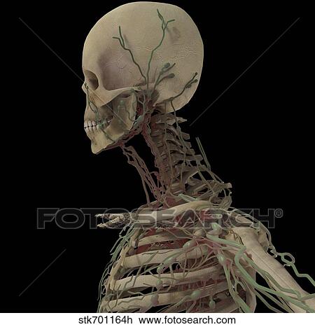 3D rendering of human skull with lymphatic system. View Large Illustration Drawing - 3D rendering of human skull with lymphatic system.. Fotosearch