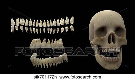 Drawing - 3D rendering of human teeth and skull.. Fotosearch