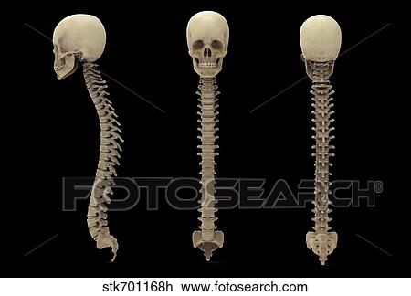 3D rendering of human vertebral column with skull. View Large Illustration Drawing - 3D rendering of human vertebral column with skull.. Fotosearch