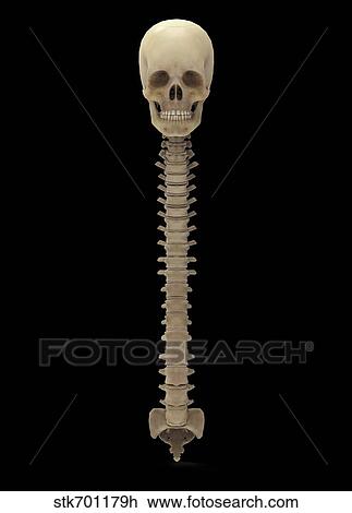 3D rendering of human vertebral column, front view. View Large Illustration Drawing - 3D rendering of human vertebral column, front view.. Fotosearch