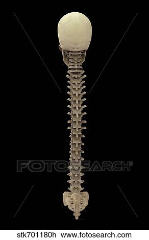 3D rendering of human vertebral column, rear view. View Large Illustration Drawing - 3D rendering of human vertebral column, rear view.. Fotosearch