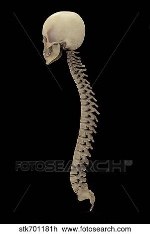 3D rendering of human vertebral column, side view. View Large Illustration Drawing - 3D rendering of human vertebral column, side view.. Fotosearch