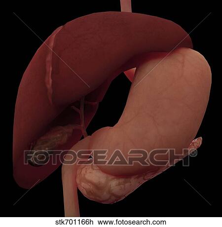Drawing - 3D rendering of liver and stomach of human digestive system.. Fotosearch