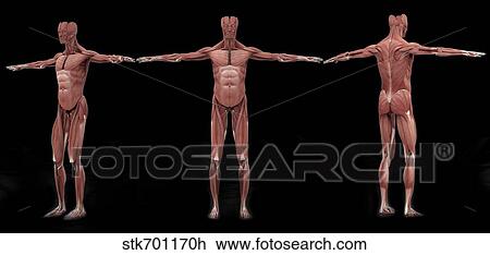 3D rendering of male muscular system at different angles. View Large Illustration Drawing - 3D rendering of male muscular system at different angles.. Fotosearch