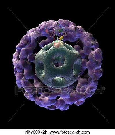 Drawing - 3D structure of pyruvate dehydrogenase complex.. Fotosearch