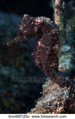 A 6 inch black seahorse. View Large Photo Image Stock Photograph - A 6 inch black seahorse.. Fotosearch