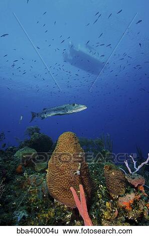 A barracuda swims amongst coral reef with boat overhead. View Large Photo Image Stock Photograph - A barracuda swims amongst coral reef with boat overhead.. Fotosearch
