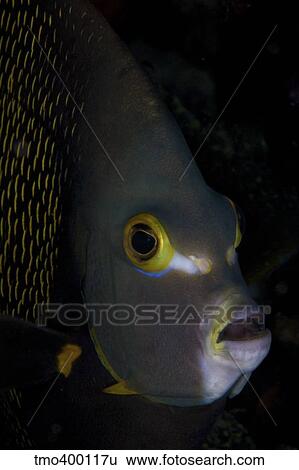 A beautful French Angelfish. View Large Photo Image Stock Photograph - A beautful French Angelfish.. Fotosearch