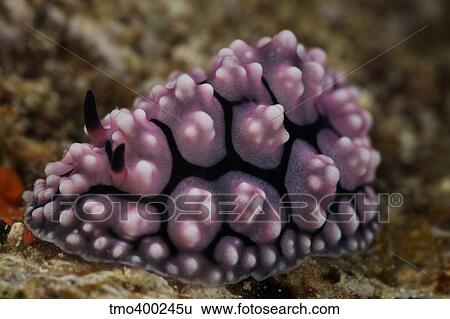 Stock Photograph - A beautiful nudibranch feeds on algae, Fiji.. Fotosearch