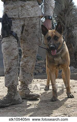 Picture - A Belgium Malonois military working dog stands by his handler.. Fotosearch