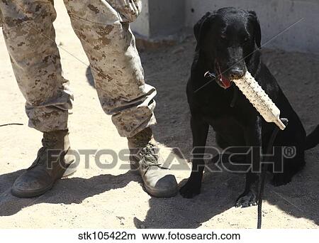 Picture - A black labrador sits with a chew toy next to his handler.. Fotosearch
