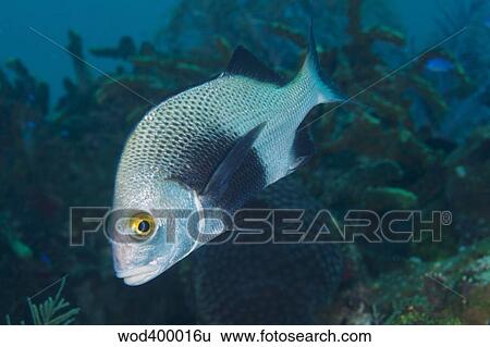 A Black Margate swimming off the coast of Key Largo, Florida. View Large Photo Image Stock Photograph - A Black Margate swimming off the coast of Key Largo, Florida.. Fotosearch