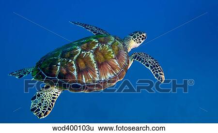 A Black Sea Turtle off the coast of Fiji. View Large Photo Image Stock Photograph - A Black Sea Turtle off the coast of Fiji.. Fotosearch