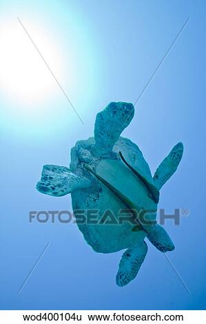 A Black Sea Turtle with attached remora, Fiji. View Large Photo Image Stock Photograph - A Black Sea Turtle with attached remora, Fiji.. Fotosearch