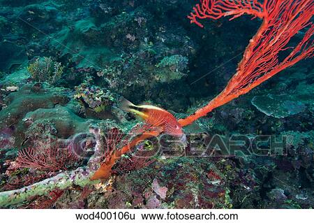 A Blackside Hawkfish swims over the red tentacles of a sea fan, Fiji. View Large Photo Image Stock Photograph - A Blackside Hawkfish swims over the red tentacles of a sea fan, Fiji.. Fotosearch