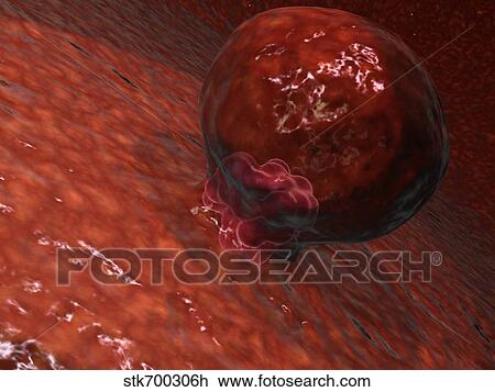 Drawing - A blastocyst begins implanting in the wall of the uterus.. Fotosearch