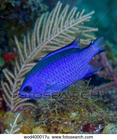 A Blue Chromis swims into the current over a colorful reef. View Large Photo Image Stock Photograph - A Blue Chromis swims into the current over a colorful reef.. Fotosearch