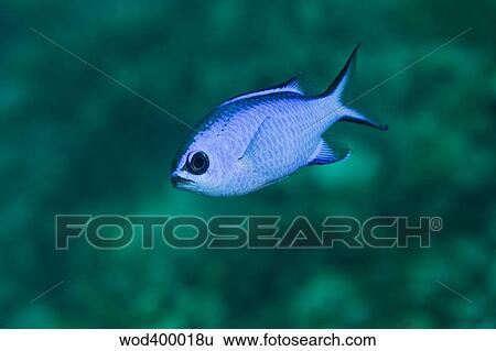 A Blue Hamlet swims in the shallow waters off the coast of Key Largo, Florida. View Large Photo Image Stock Photograph - A Blue Hamlet swims in the shallow waters off the coast of Key Largo, Florida.. Fotosearch