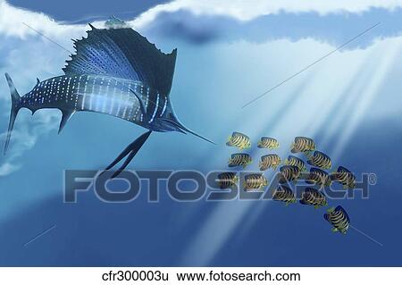 A Blue Marlin swims after a school of Angelfish in the ocean View Large Illustration Stock Illustration - A Blue Marlin swims after a school of Angelfish in the ocean. Fotosearch